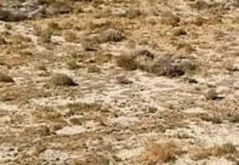 land for sale in palmdale ca by @carealtorla